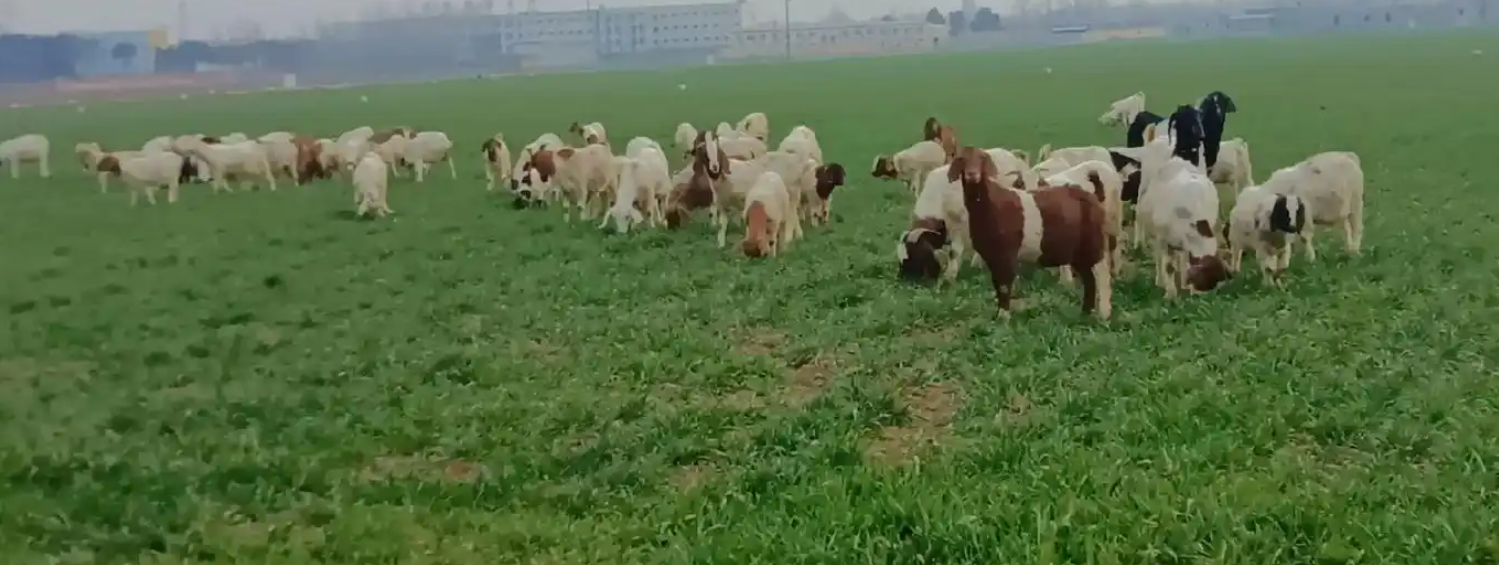 运城散养羊户分布解析：盐湖临猗成核心聚集区