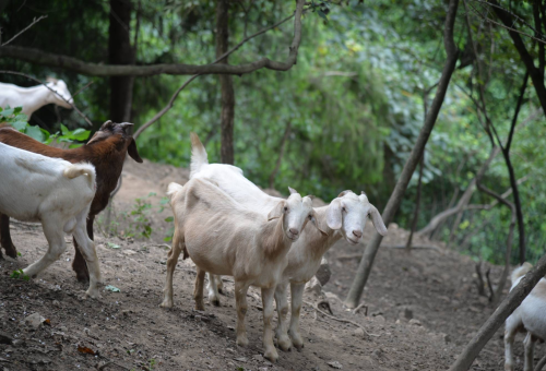 贵州山地养羊业分布解析：生态牧场助力乡村振兴