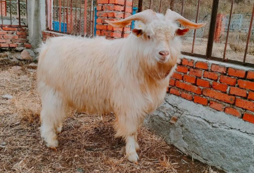 辽宁省优质羊种推荐：适应性强的养殖选择
