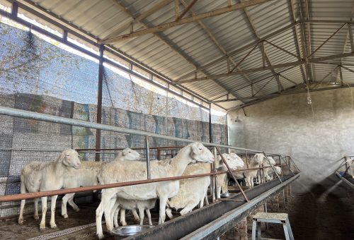 内地养羊产业前景解析：成本利润与风险管控全透视