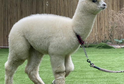 独养羊驼易抑郁？专家解析单只饲养的社交需求