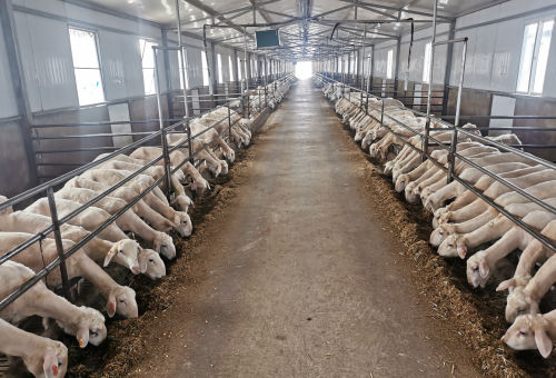 繁峙县西坡头：生态养羊赋能乡村振兴 传统牧业焕发新生机  