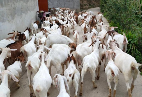 甘肃养羊产业集聚区探秘：五大核心基地分布解析