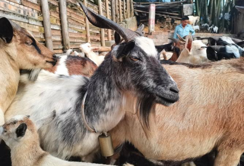 广西百色生态养羊基地：产业振兴助力乡村振兴新实践  