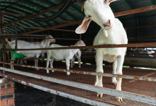 广西贵港生态养羊基地：乡村振兴与产业升级的双赢模式