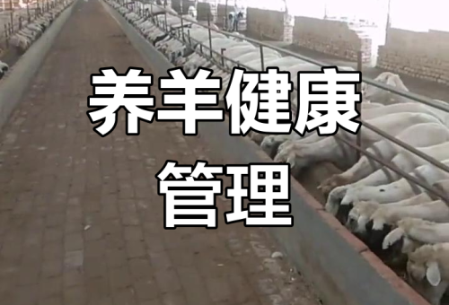 海安唐顶科学养羊法助农户高效增收