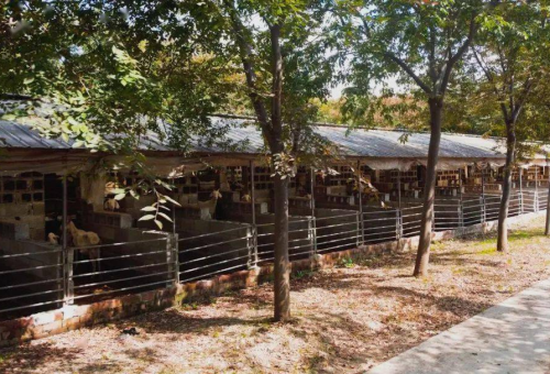 黄土高原上的"羊"光之路——陕西农村养羊产业振兴纪实