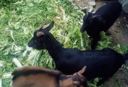 家庭养殖三只羊的可行性分析与注意事项  