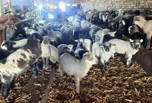 科学养羊必学技能：疫苗注射操作全流程解析