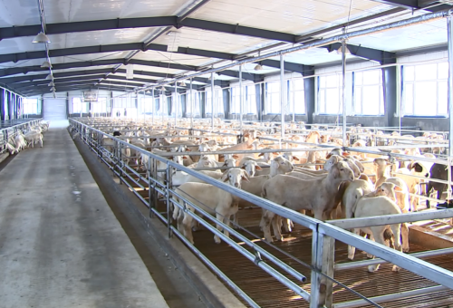 廊坊市大厂回族自治县规模化养羊产业聚集区探访