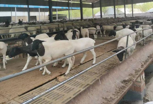 梁山养羊基地引争议 实地探访揭开真相