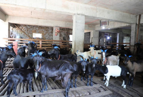 灵台县新开乡生态养羊业探索乡村振兴新路径