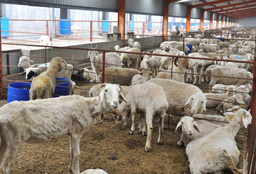 泸溪县生态养羊业发展现状与农户增收路径解析