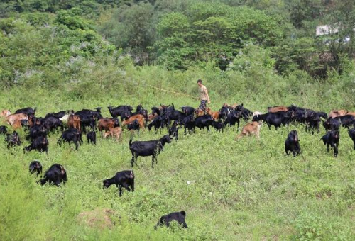 泸州山区养羊业分布及特色养殖区域解析