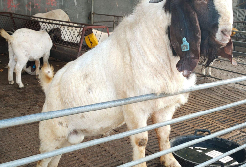 苜蓿草高效养羊技术解析与实操要点