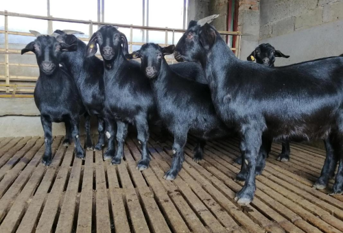 农村庭院养羊数量指南：环保合规与家庭养殖平衡