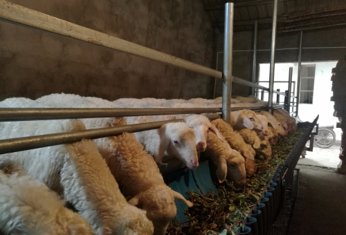 农村宅基地养羊是否合法？解读政策规定与注意事项