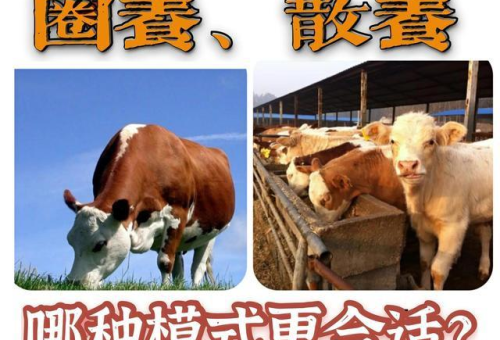 圈养与散养模式对比：科学养羊效益分析