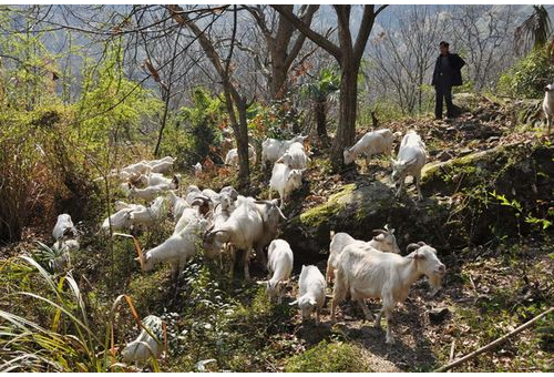 山洞养羊新潮流：天然洞穴如何成就高效生态牧场