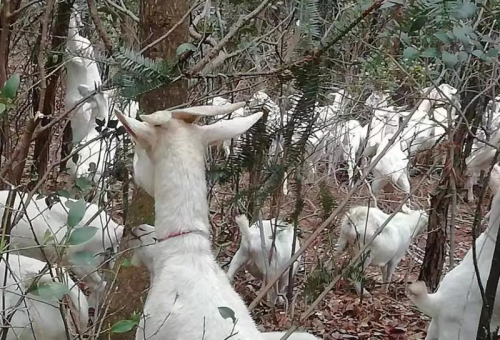 山上养羊需办理哪些手续？一文详解养殖备案与审批流程