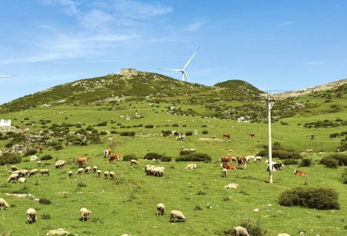 探秘贵州山地牧场：五大优质养羊基地分布与产业特色解析