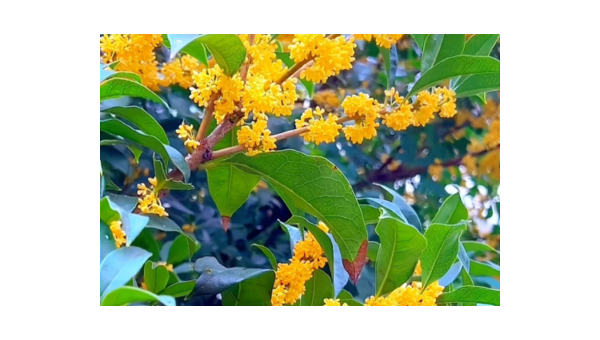 桂花树养殖秘籍：要点与技巧全解析