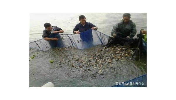 水产养殖新选择蚯蚓饵料购买与投喂全攻略