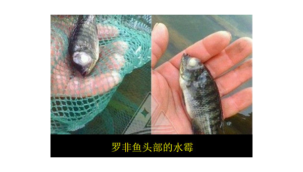 水产动物水霉感染的防治与应对策略