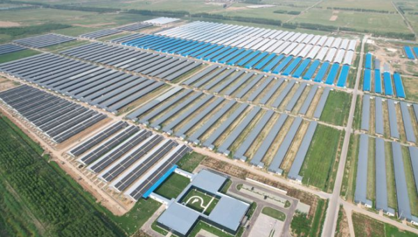 利津县盐窝涛涛养殖场：生态养殖引领乡村振兴新篇章