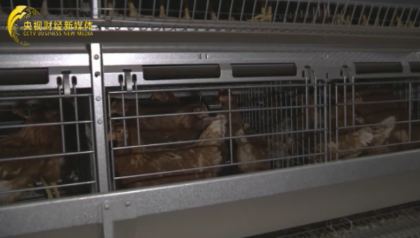 安丘市范玉华养殖场：绿色生态养殖的典范