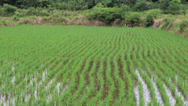 安陆市何凤养殖场:绿色生态养殖的典范之路