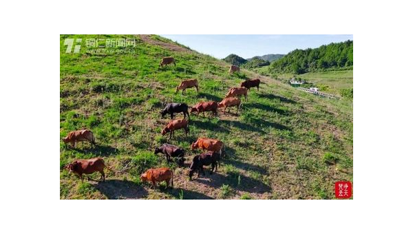 宽城区风起养殖场绿色养殖引领乡村振兴新篇章