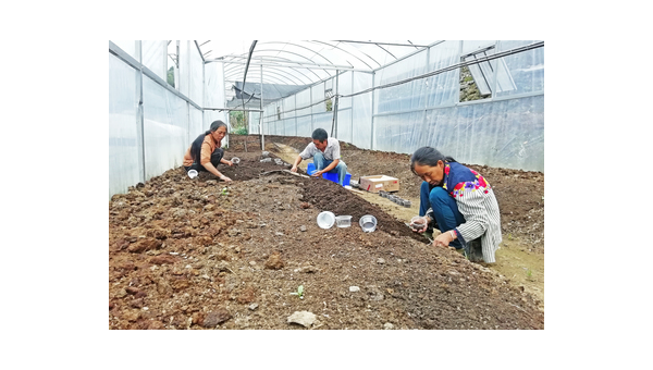 巫溪县子宬中蜂养殖场：甜蜜事业助力乡村振兴