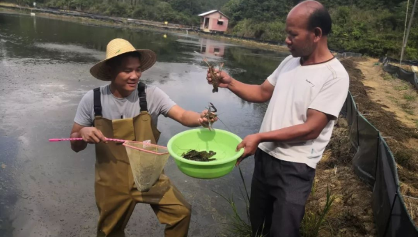 平南县林玮养殖场：微型企业的生态养殖之路