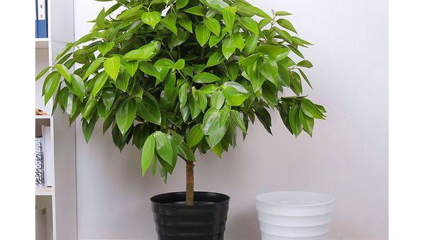 平安树养殖全攻略：轻松培育健康绿植