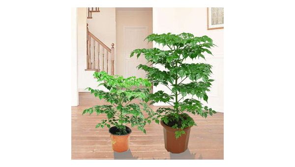 幸福树养殖全攻略：轻松打造家居绿意天堂