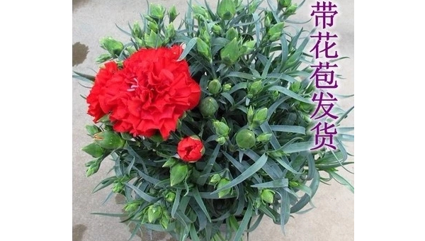 康乃馨养殖全攻略：从选苗到开花的28字秘诀