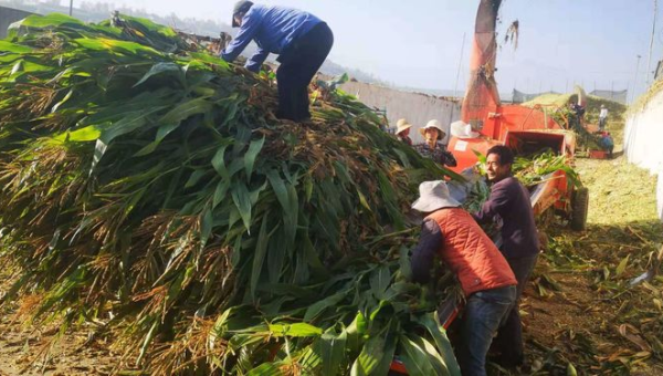 康乐县香明天然养殖场：绿色生态养殖的典范