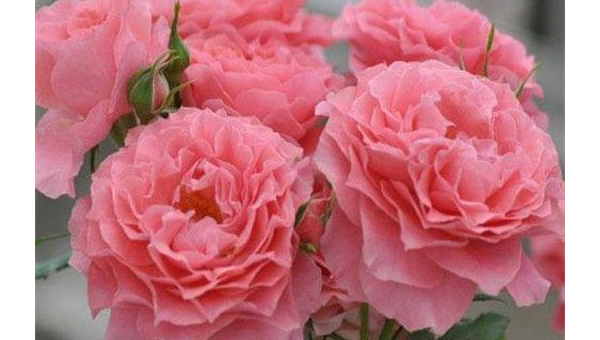 月季花养殖全攻略：从选苗到盛放的秘诀