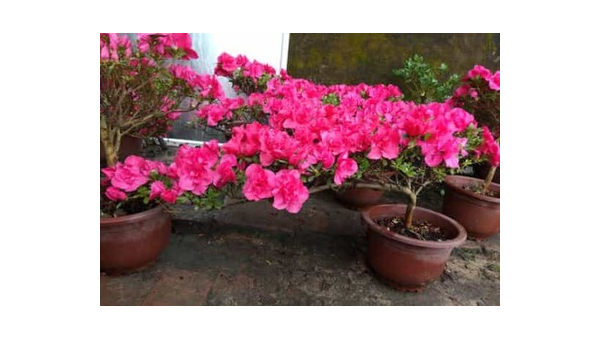 杜鹃花家庭养殖全攻略：轻松打造缤纷花境