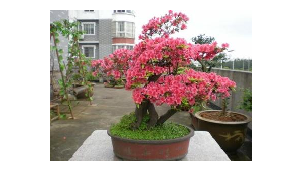 杜鹃花盆栽养殖全攻略 轻松掌握28字秘诀