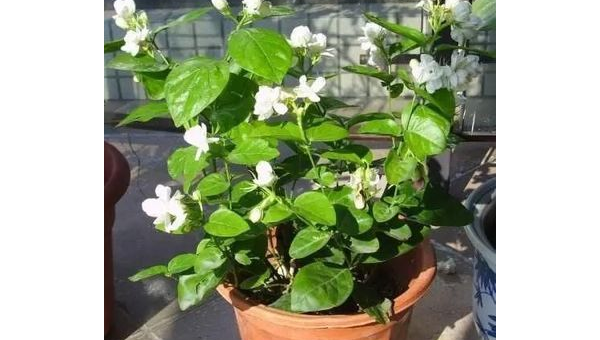 栀子花养殖全指南：从选苗到开花轻松掌握