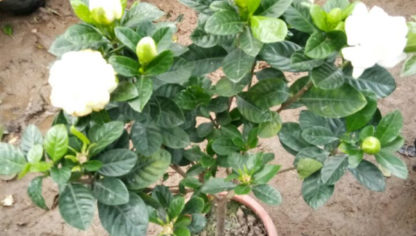 栀子花养殖全攻略：从选苗到开花轻松掌握