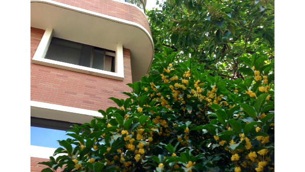 桂花树养殖全攻略：从选苗到开花的管理要点