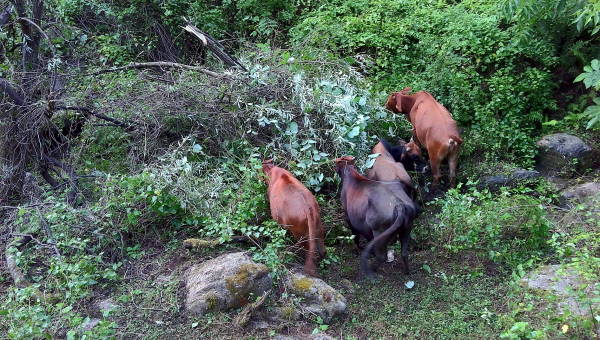 汉滨浩宇养殖场：生态养殖助力乡村振兴